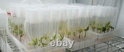 Complete Tissue Culture Kit Microclone Cloning Micropropagation Tissueponics TC