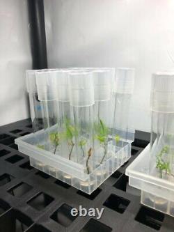 Complete Tissue Culture Kit Microclone Cloning Micropropagation Tissueponics TC