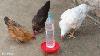 How To Make A Chicken Waterer Diy Chicken Water Feeder Homemade