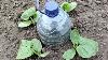 How To Make Drip Watering From A Bottle Everything Ingenious Is Simple