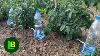 Simple Drip Irrigation System Anyone Can Do Almost For Free