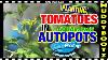 292 Plantation De Tomates Autopots Aquavalve5