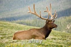 Elk Velvet Antler 500mg Muscle Strength, Energy (3 Bouteilles, 180 Capsules)
