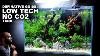 Guide Définitif Basse Technologie Faible Budget Non Co2 Tutoriel Détaillé D'aquascape W Albino Cerise Barbes